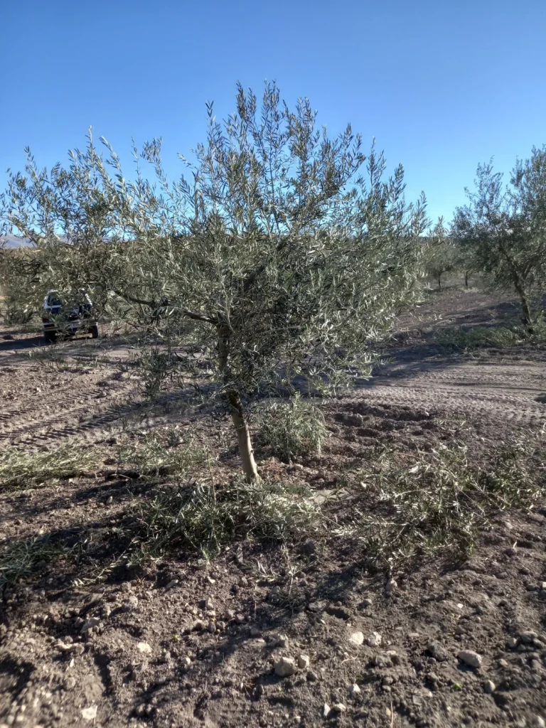 Poda de mantenimiento en olivar en la finca la chava